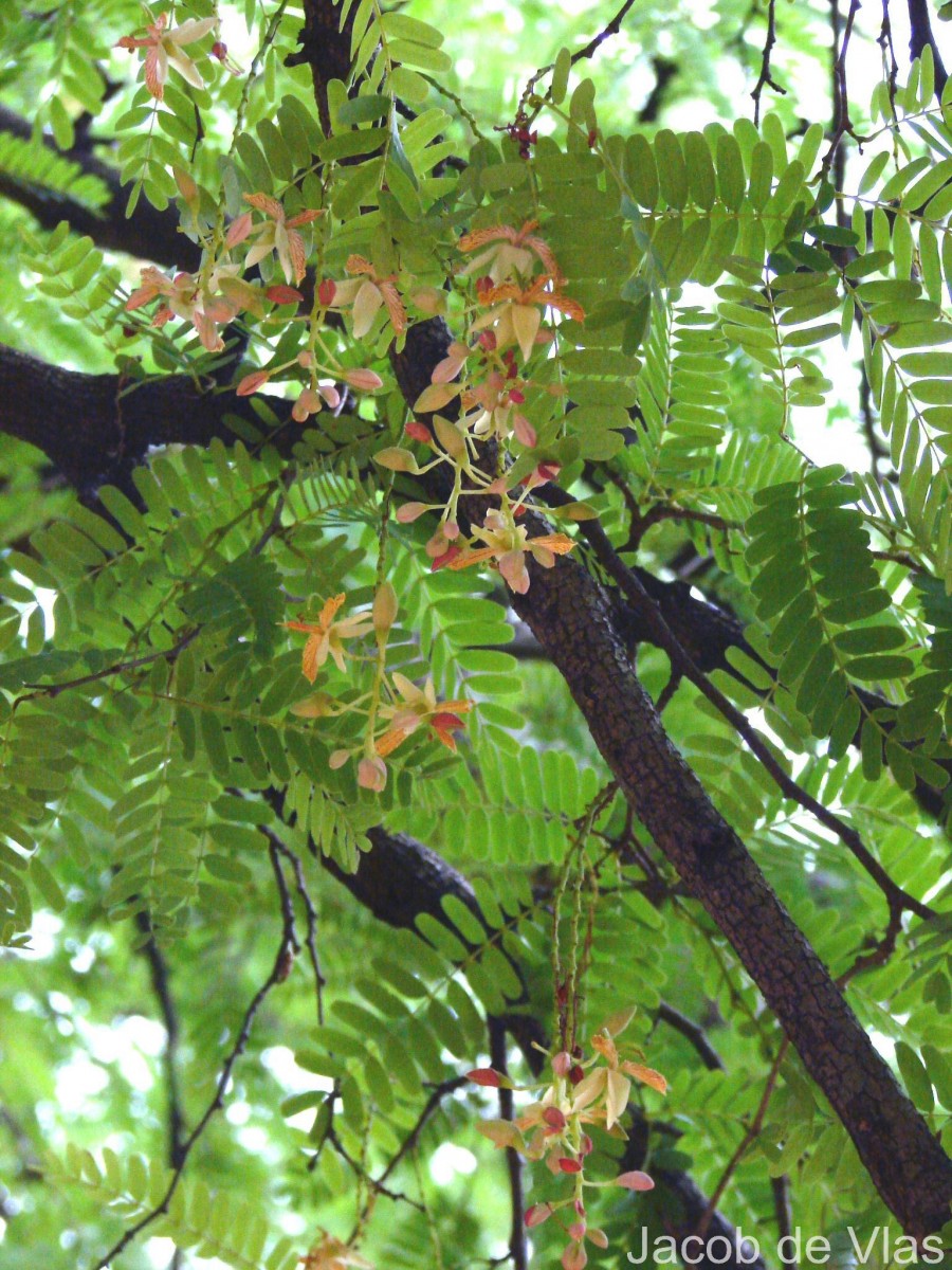 Tamarindus indica L.